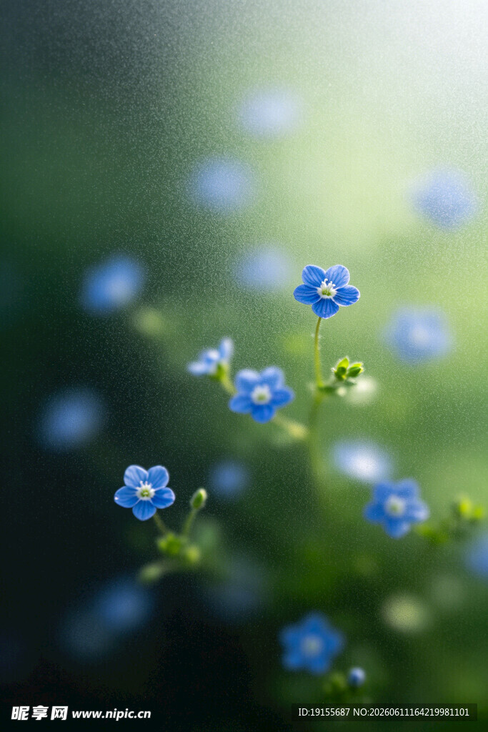 蓝花绽放于绿意间