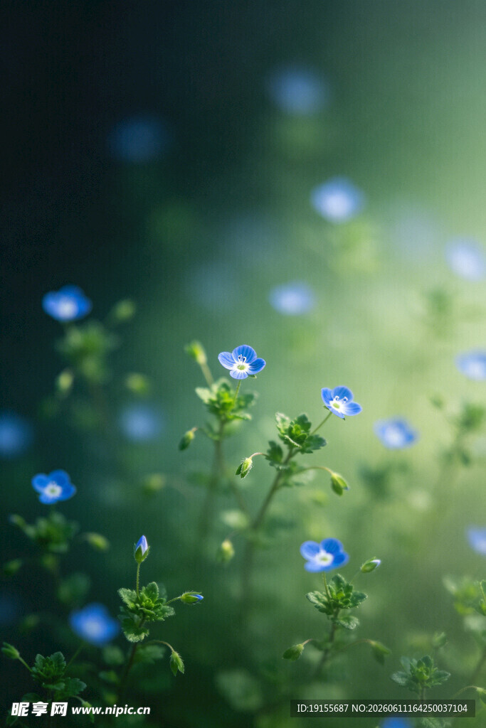 蓝花点缀的绿意盎然场景