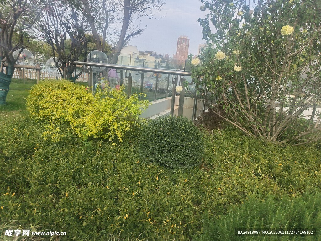 花园中的绿植与步道景观