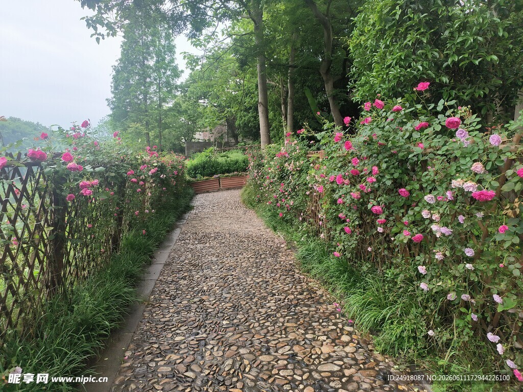 繁花小径漫步自然之境