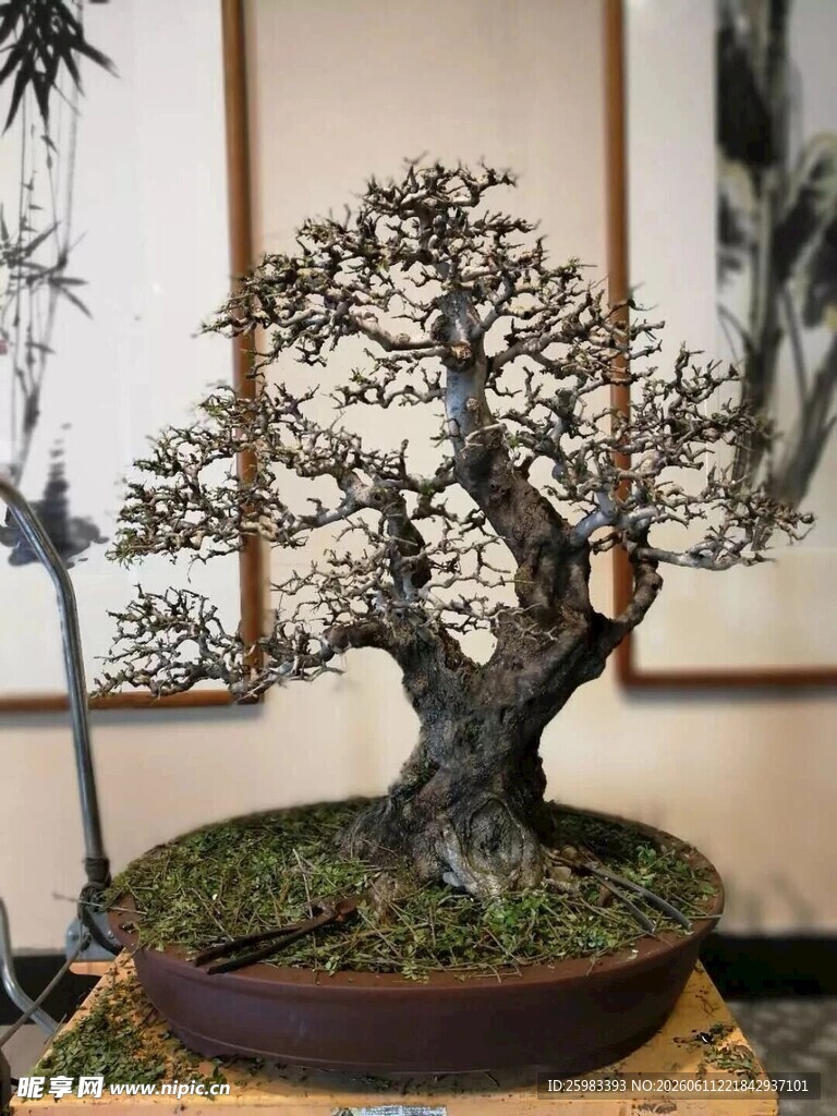 盆景