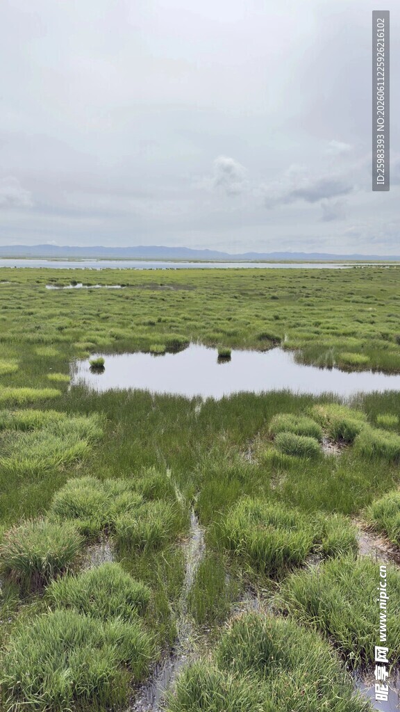 湿地