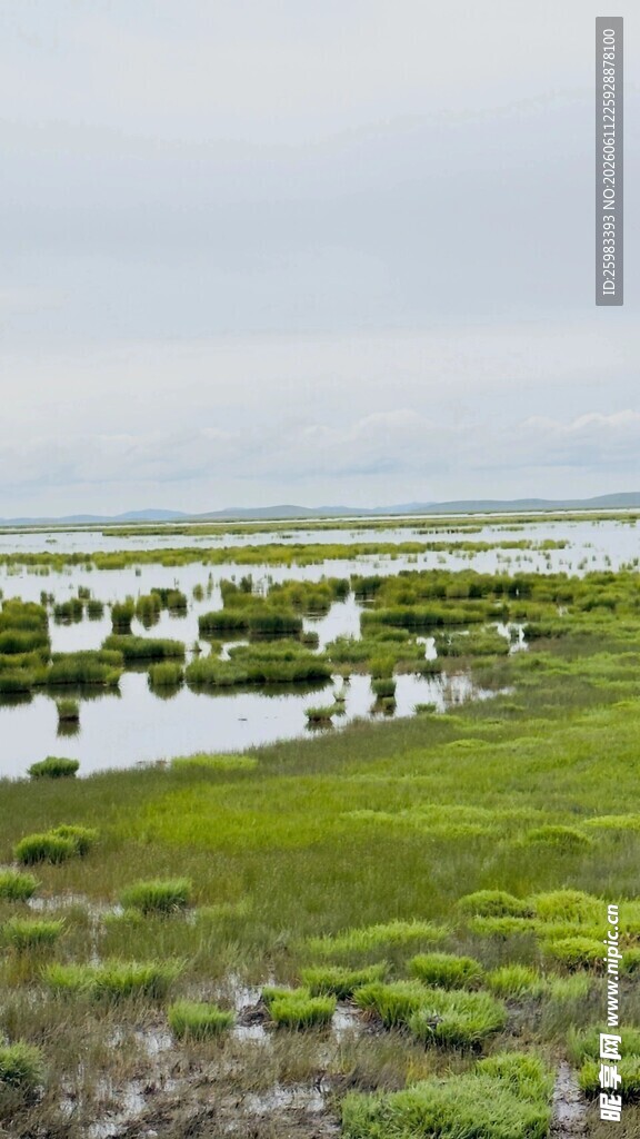 湿地