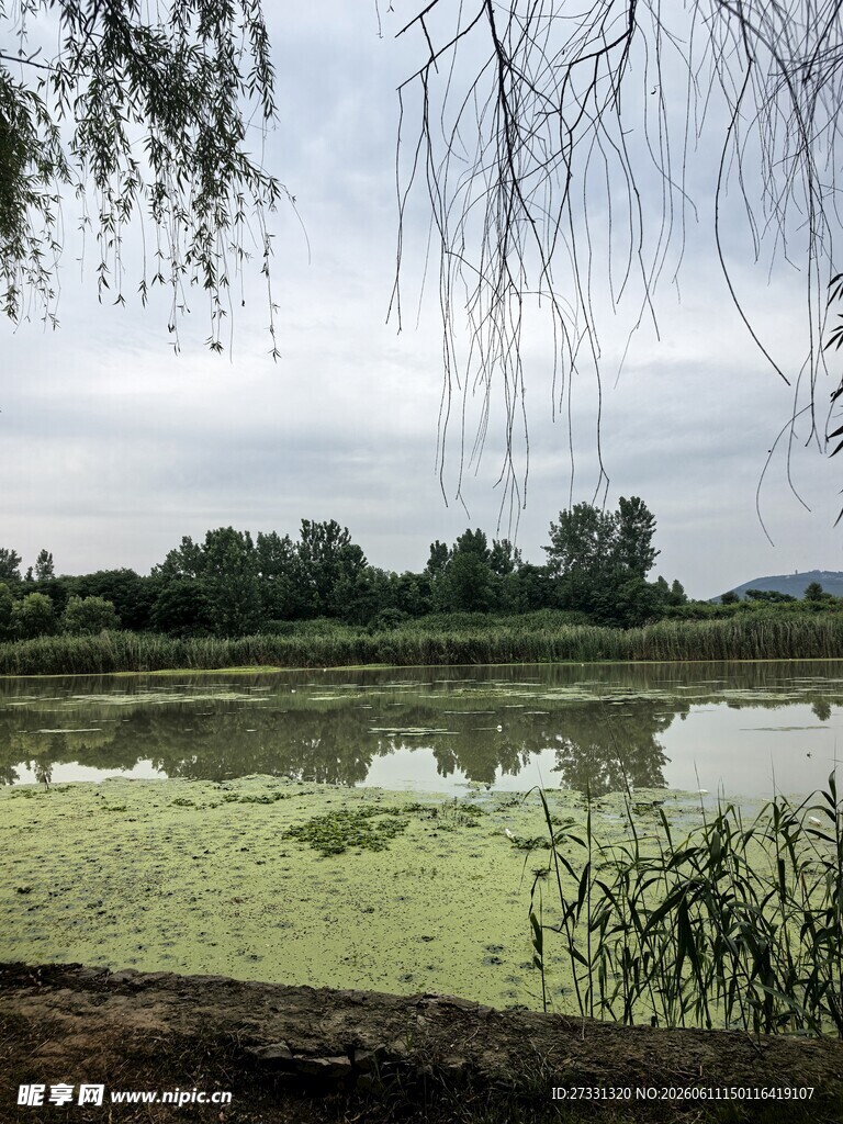 湖畔绿意