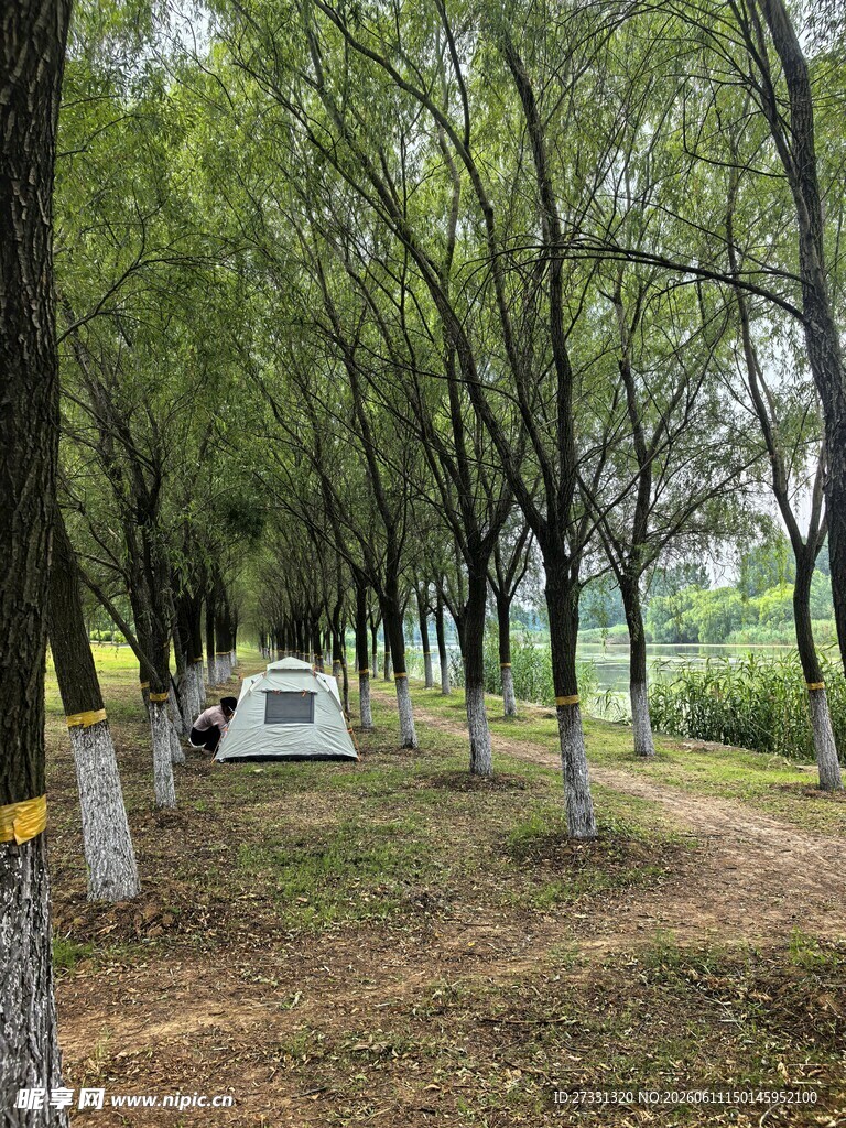 林间露营场景