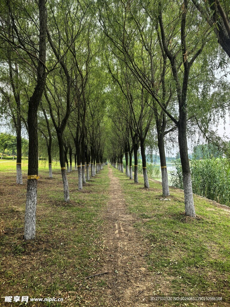绿树成荫的美景