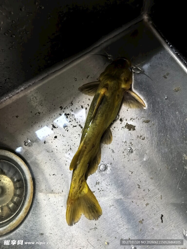 水槽中的黄颡鱼