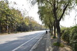 秋日林荫公路风景