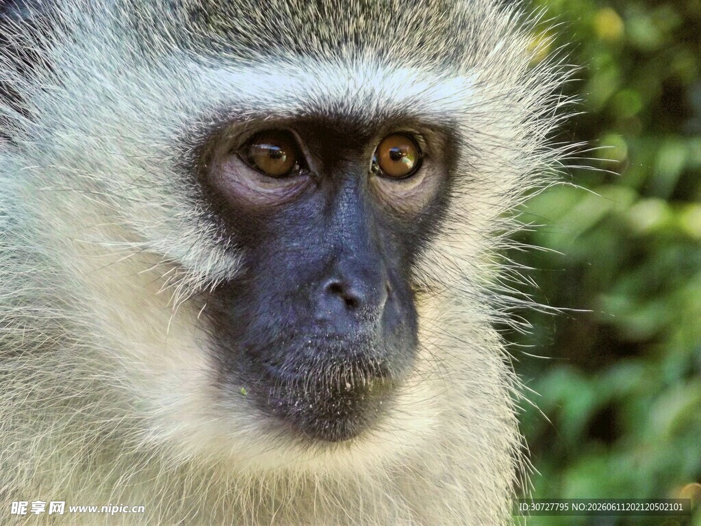 凝视的长尾猴