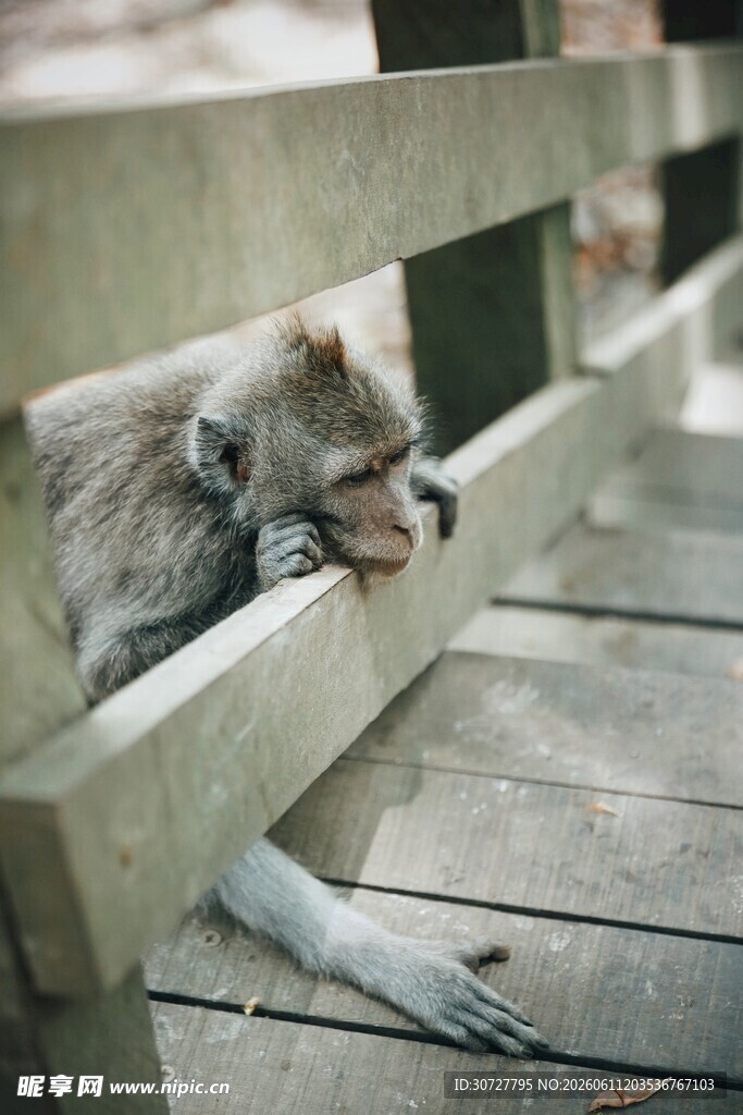 慵懒猴子趴木栏