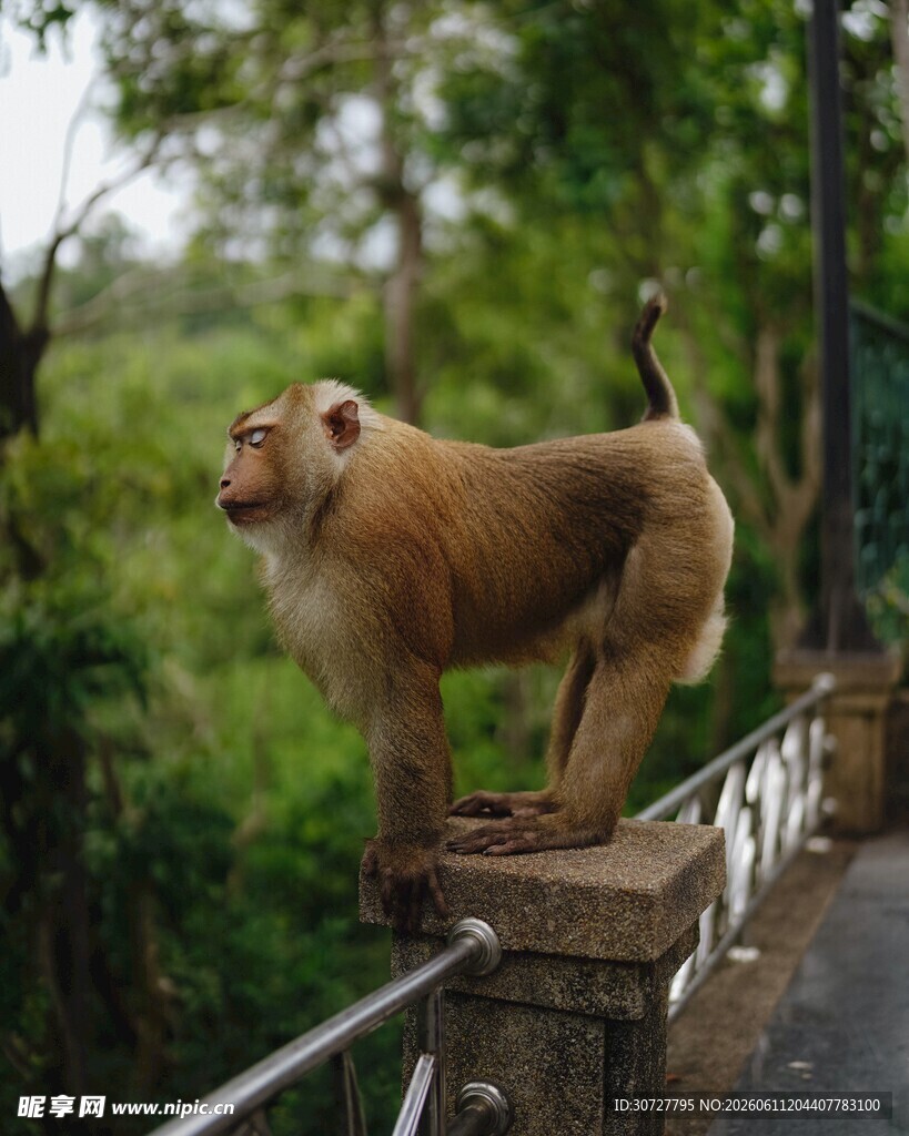 石台上的猴子