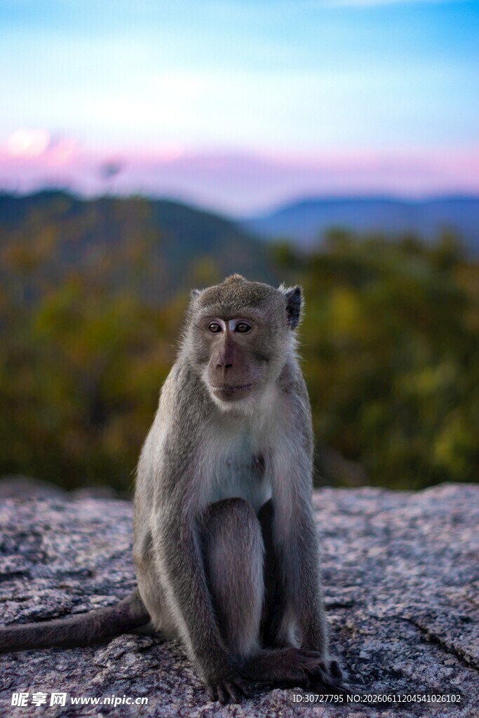 岩石上的猴子