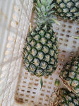 筐中新鲜菠萝