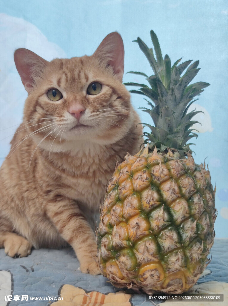 猫咪与菠萝的可爱同框