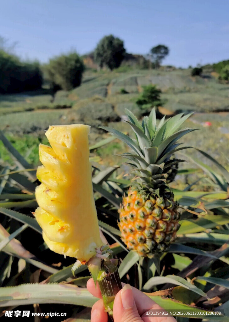 新鲜采摘的金黄菠萝