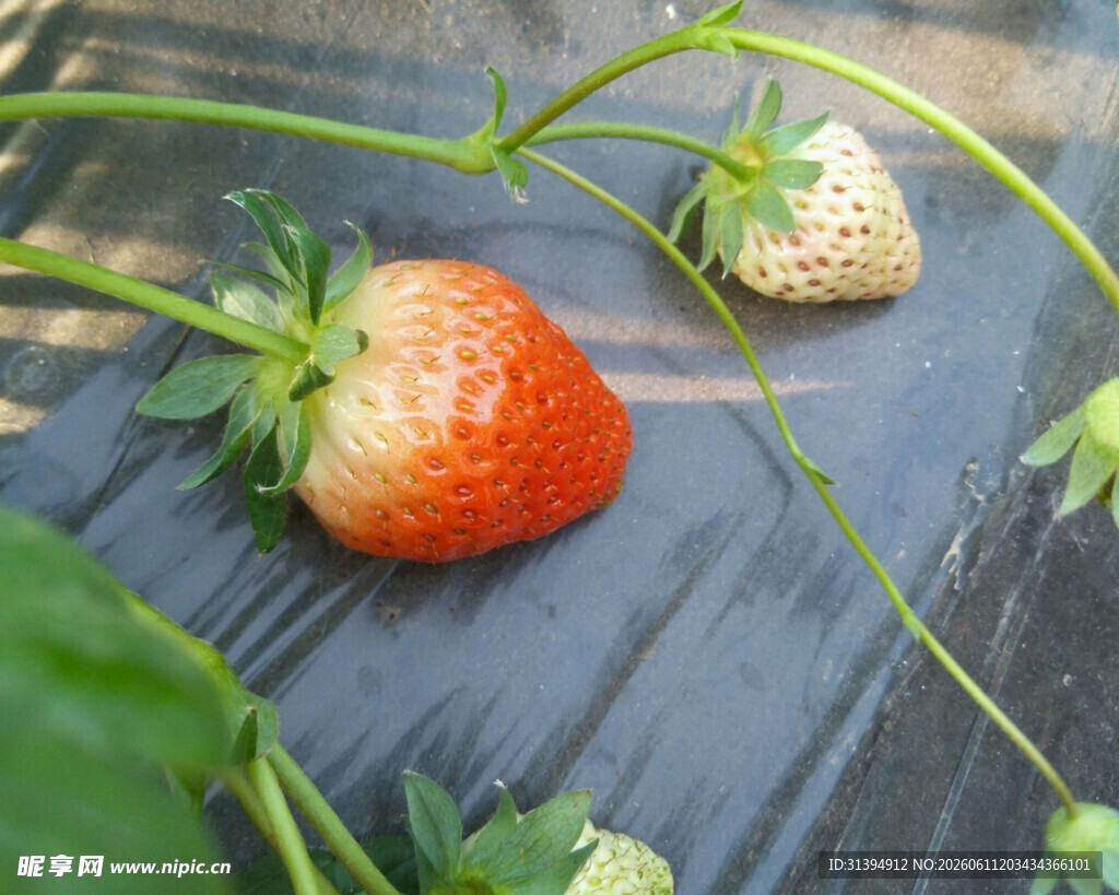 新鲜草莓绿叶相伴