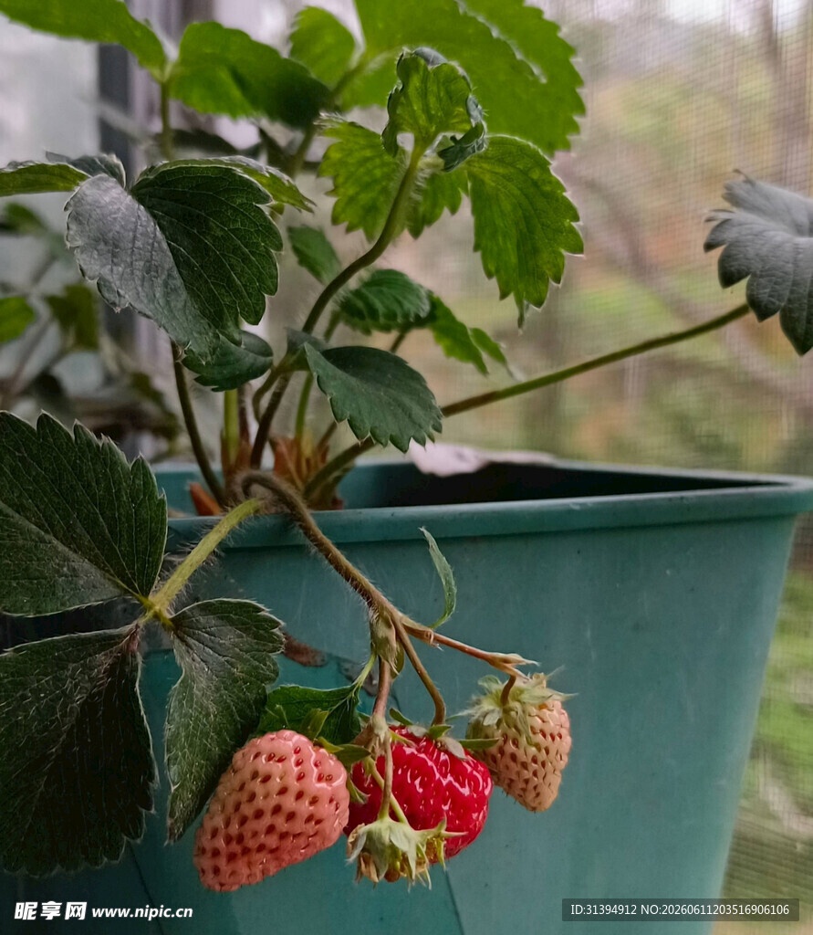 盆栽草莓