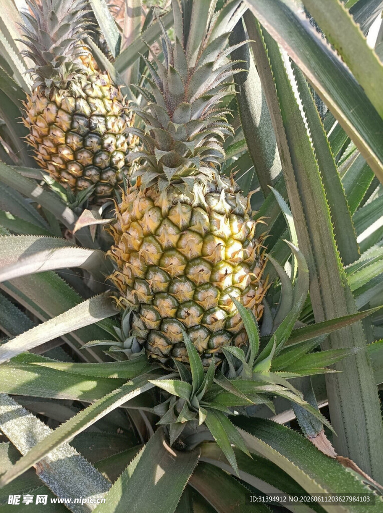 田间成熟的新鲜菠萝