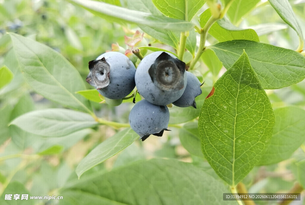 饱满蓝莓挂于翠绿枝叶间