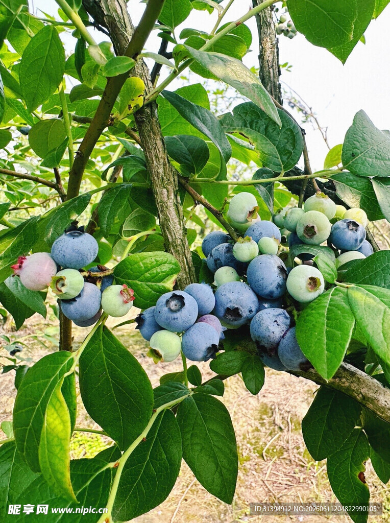 枝头饱满的成熟蓝莓