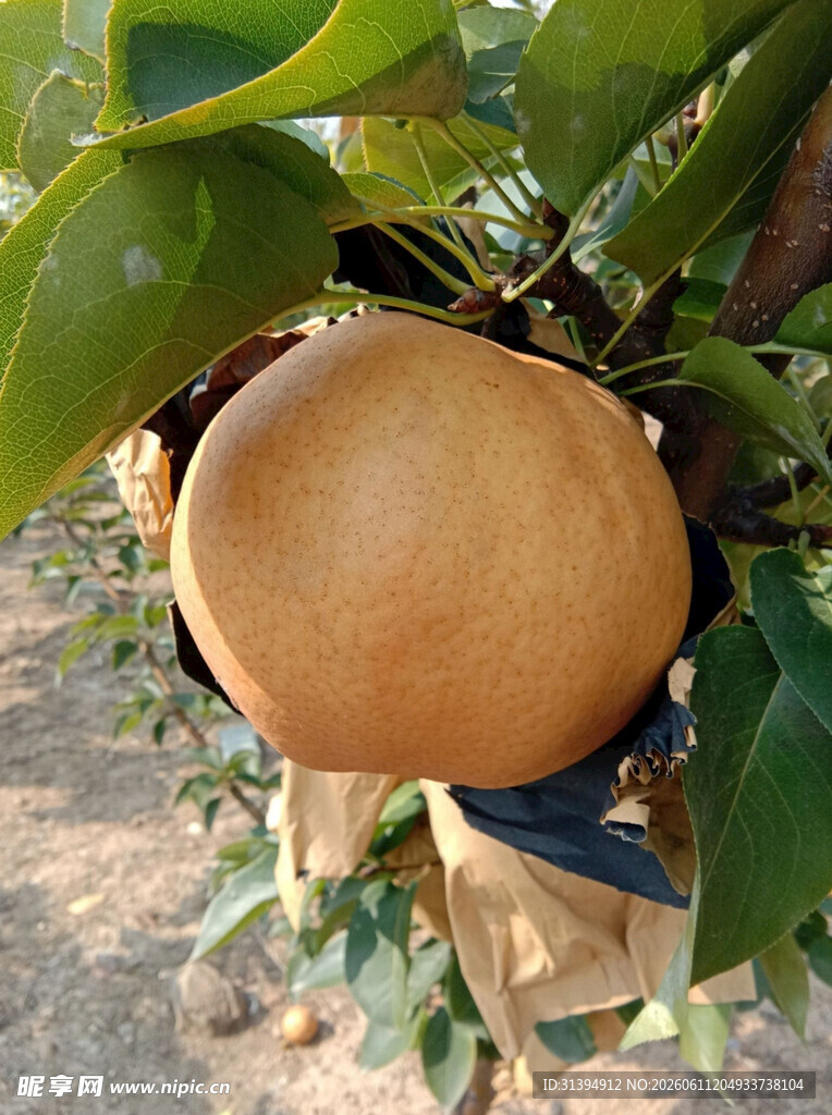 树上的圆润果实