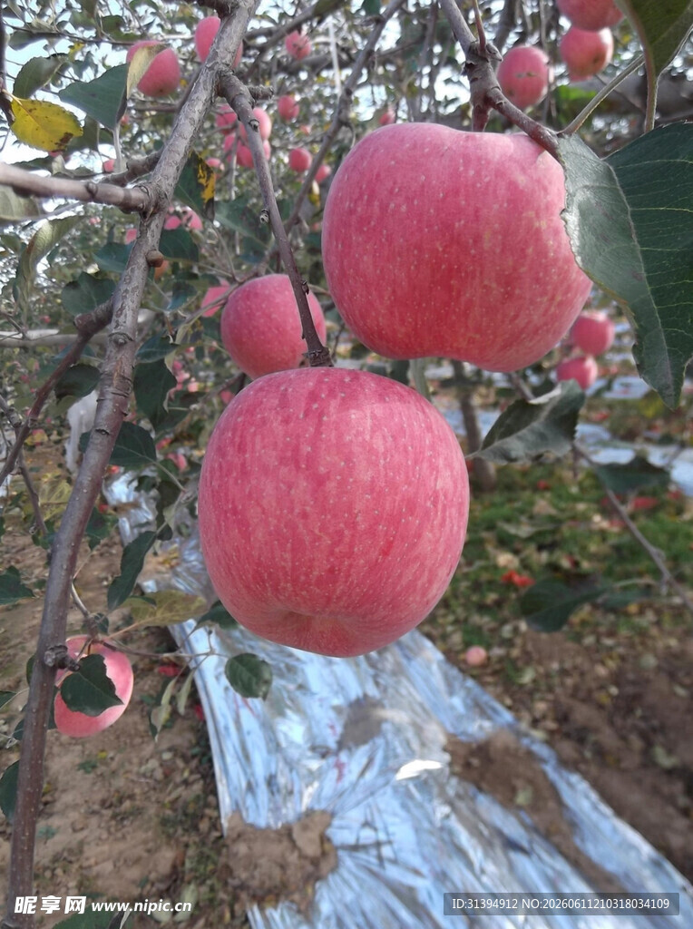 枝头硕果累累的红苹果