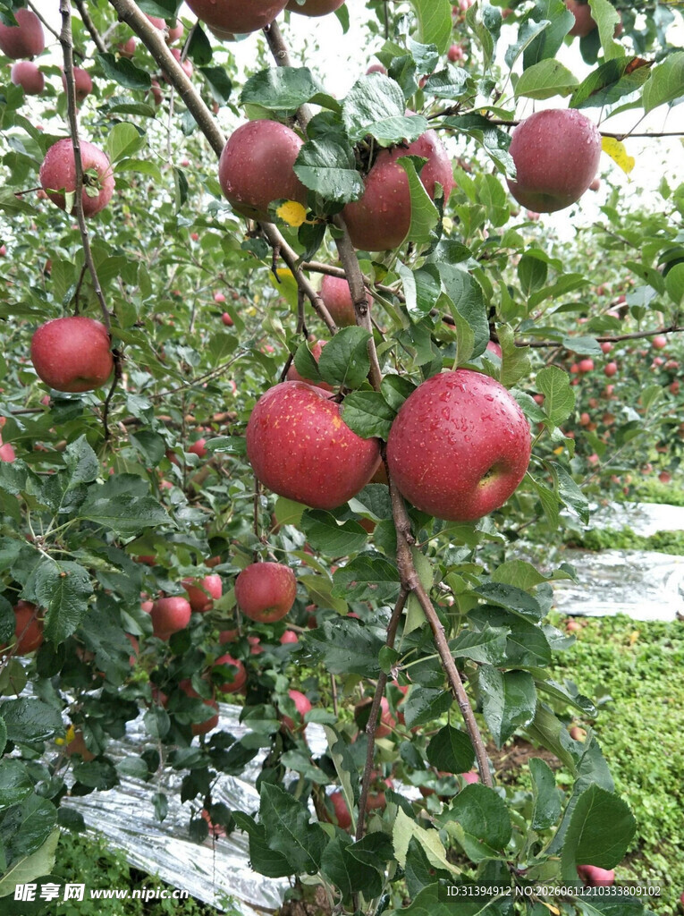 枝头硕果累累的红苹果