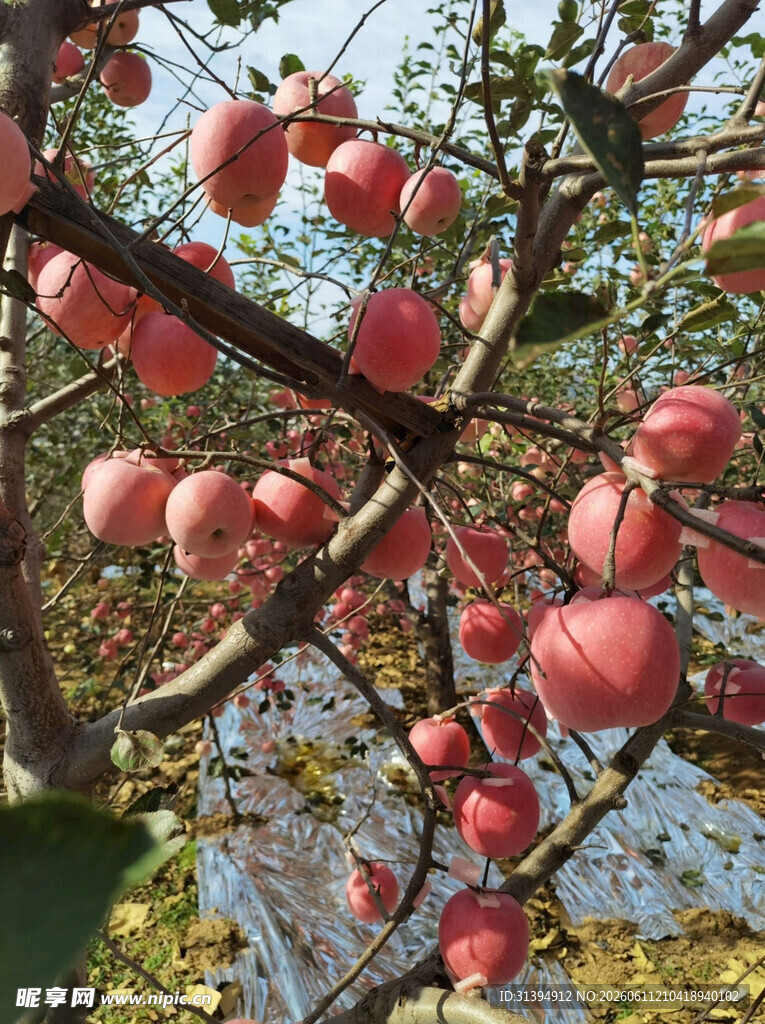 枝头硕果累累的红苹果