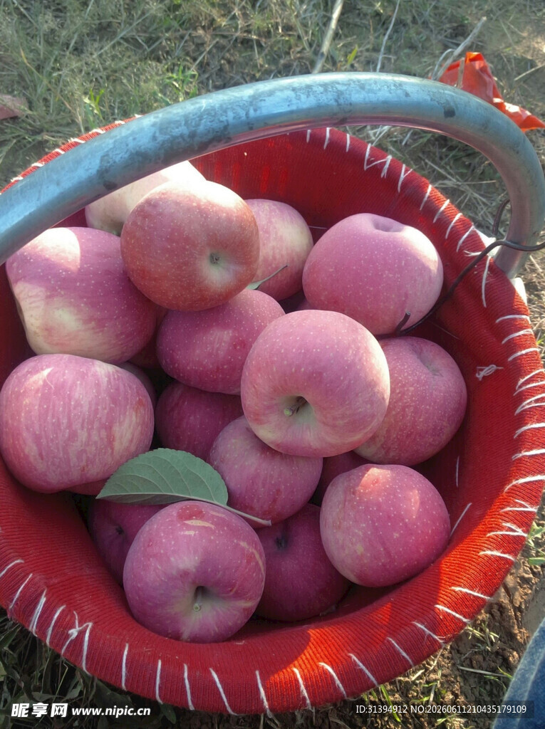 红筐里的新鲜苹果