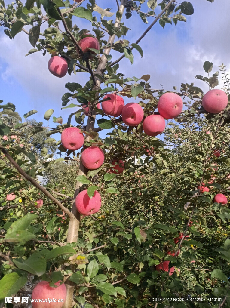 硕果累累的苹果园