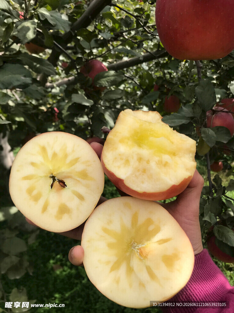 新鲜采摘的多汁脆甜苹果