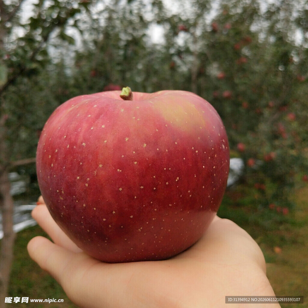 手捧鲜红饱满大苹果