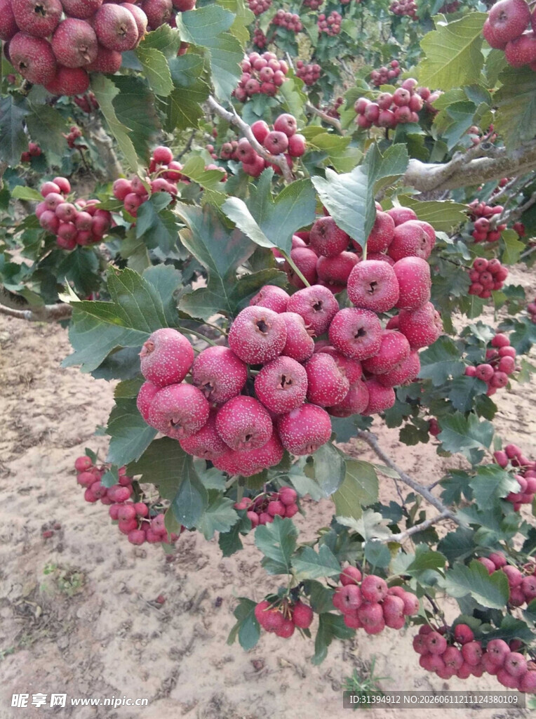 硕果累累的苹果果园