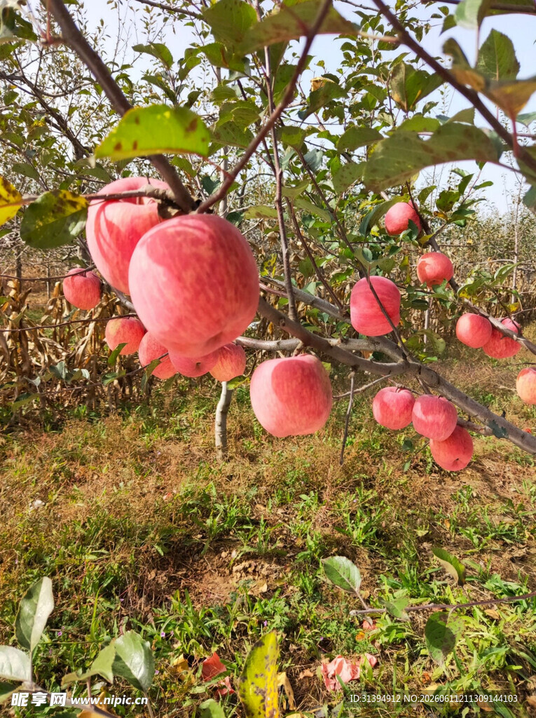枝头红苹果