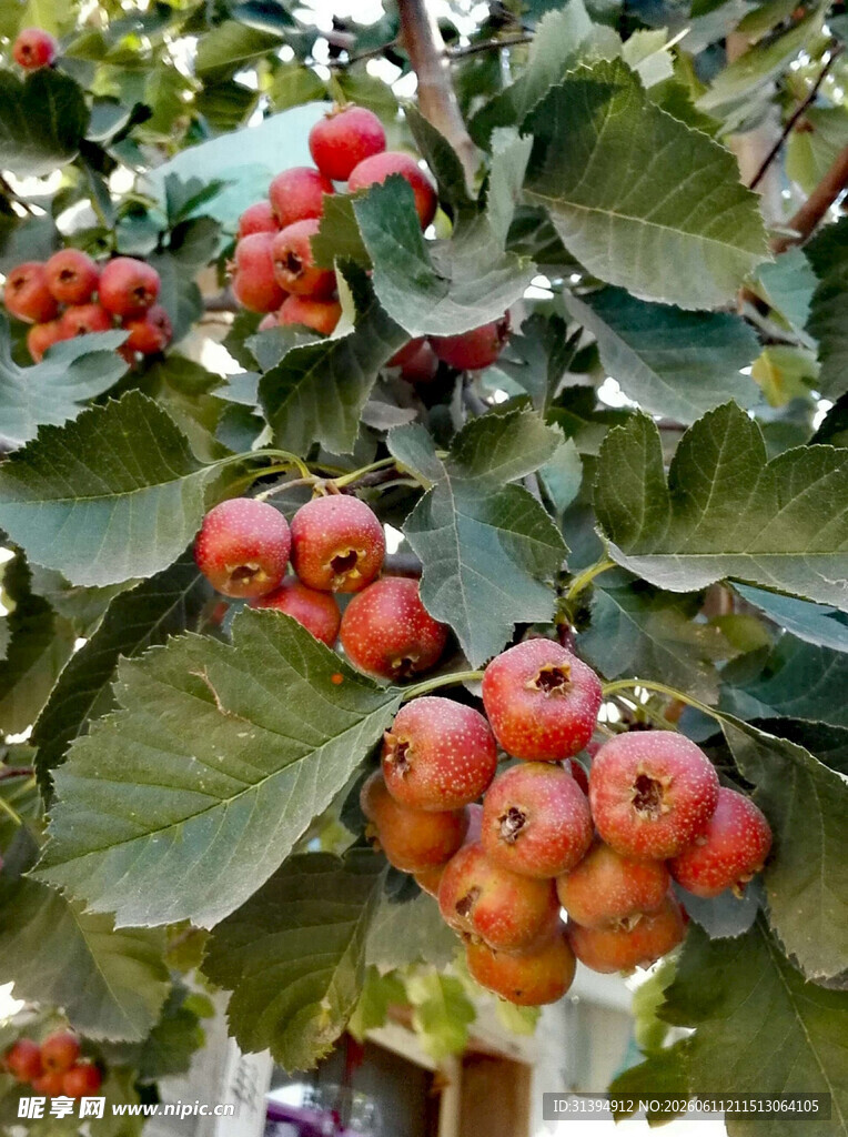 枝头红果累累生机盎然