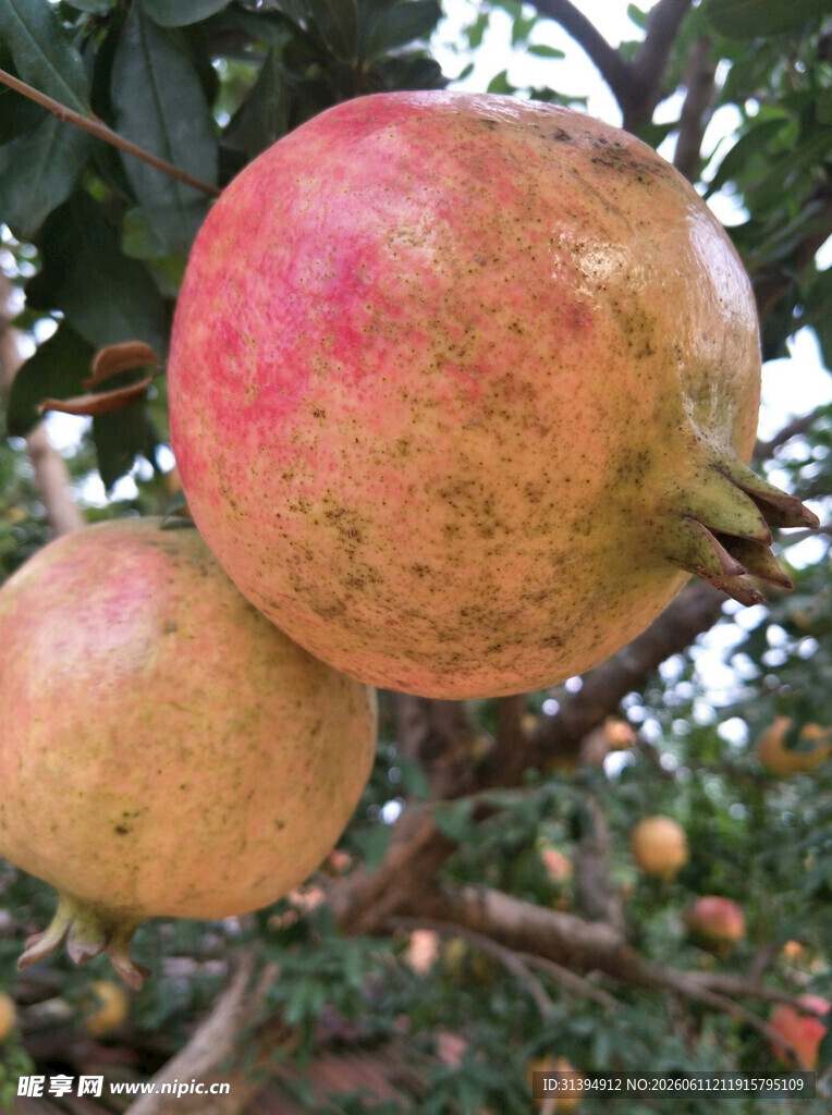枝头饱满的成熟石榴