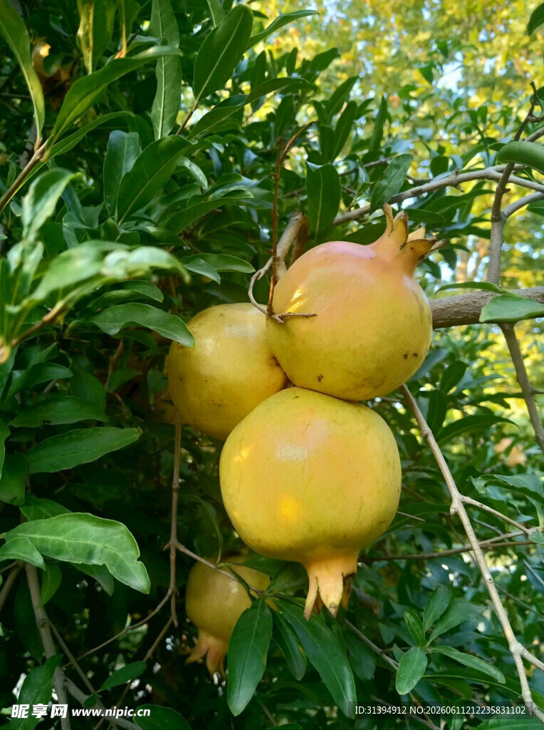 枝头挂着饱满的黄石榴