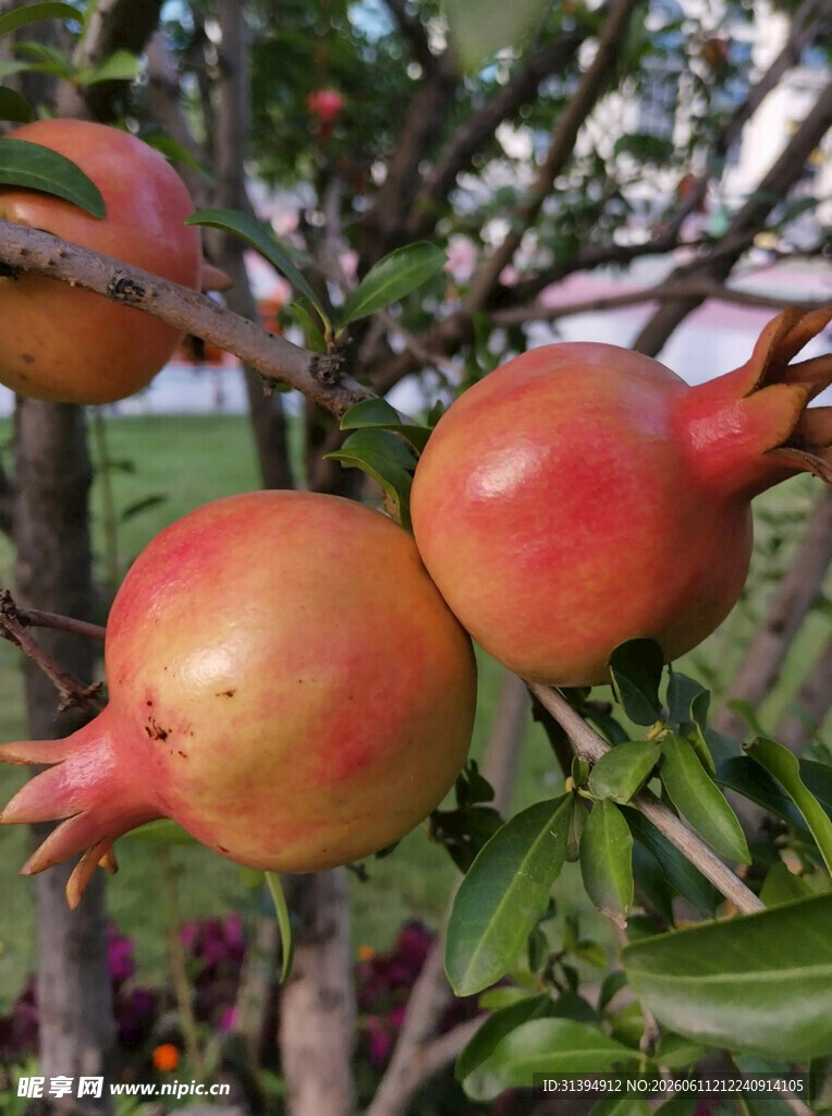 枝头红石榴