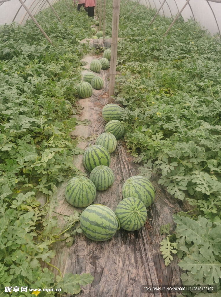 温室里的西瓜种植场景