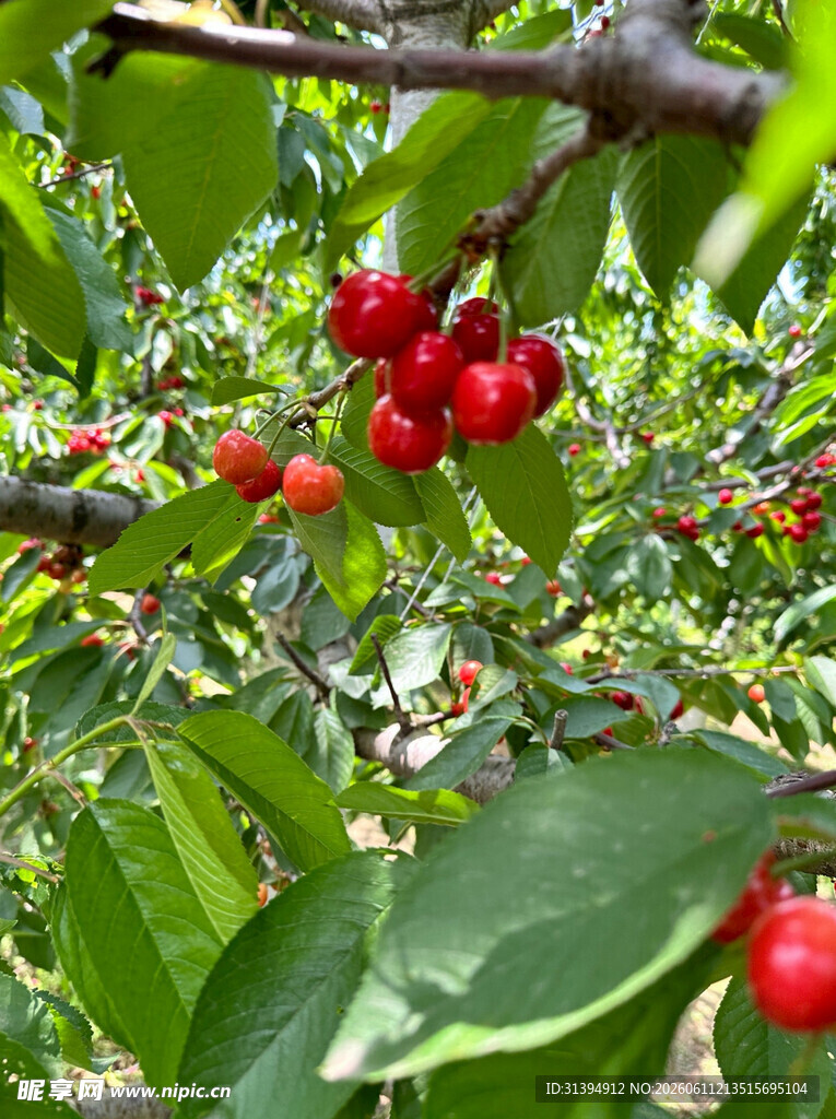 枝头红樱桃