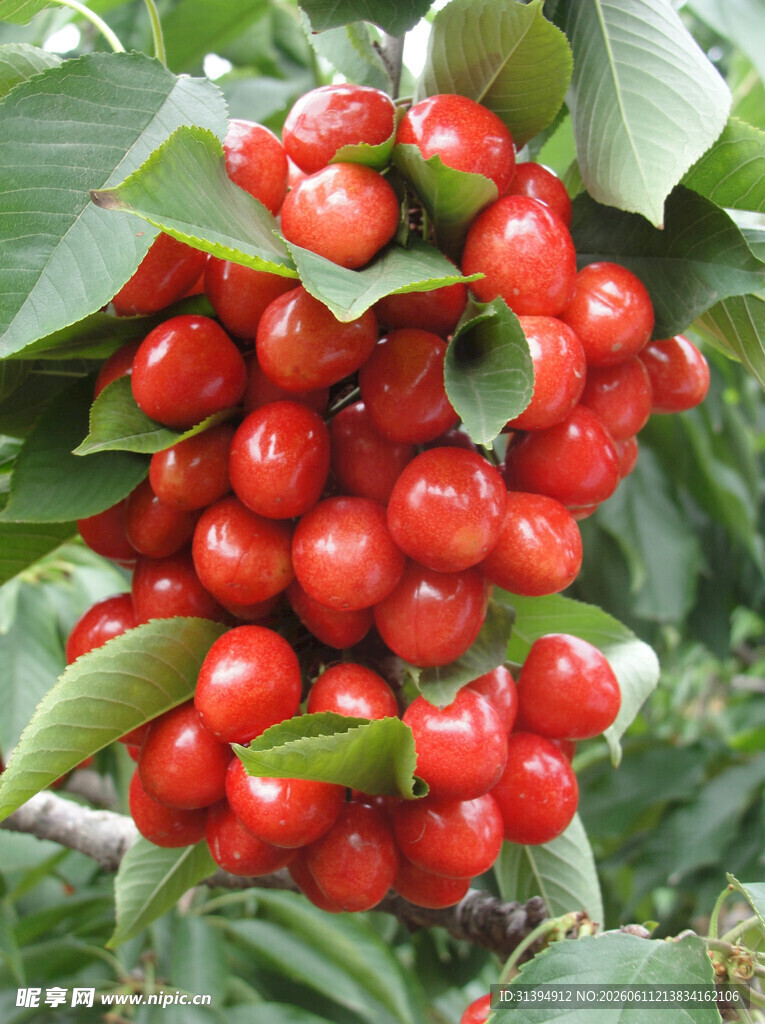 枝头饱满的鲜红樱桃