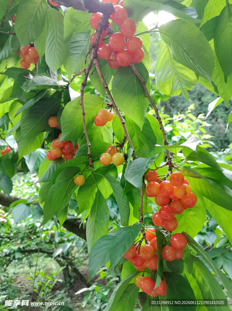 枝头红果挂绿叶间