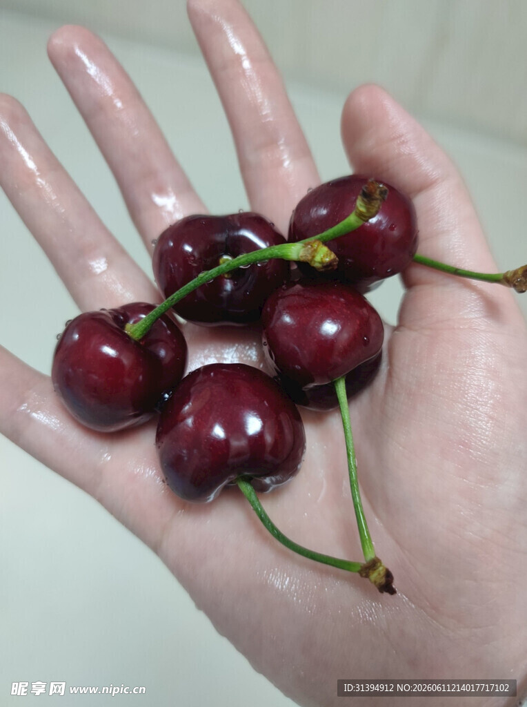 手掌上的新鲜红樱桃