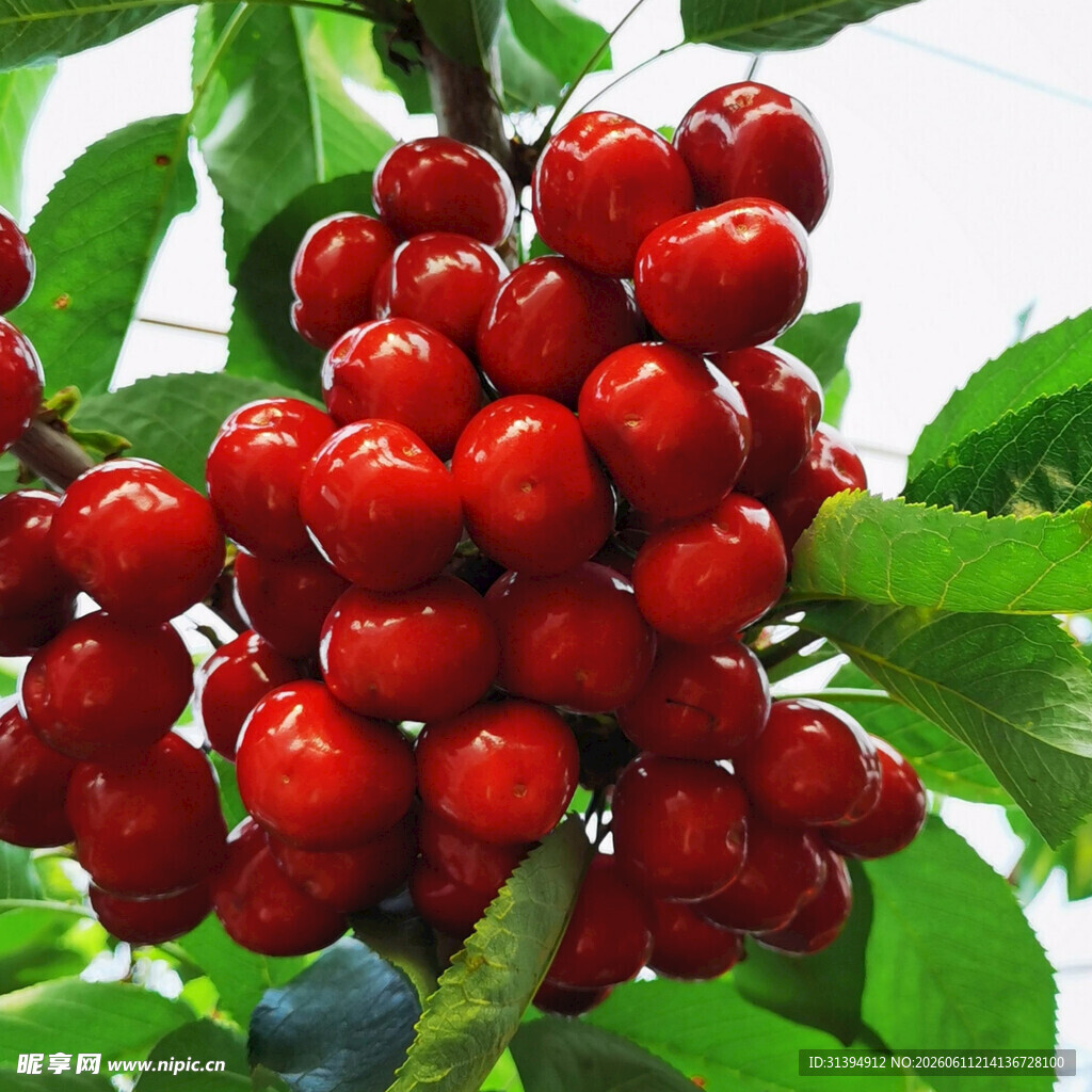 饱满鲜红的樱桃挂满枝头