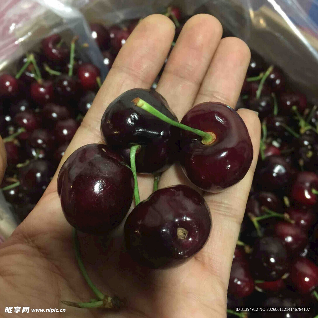 手捧新鲜饱满的车厘子