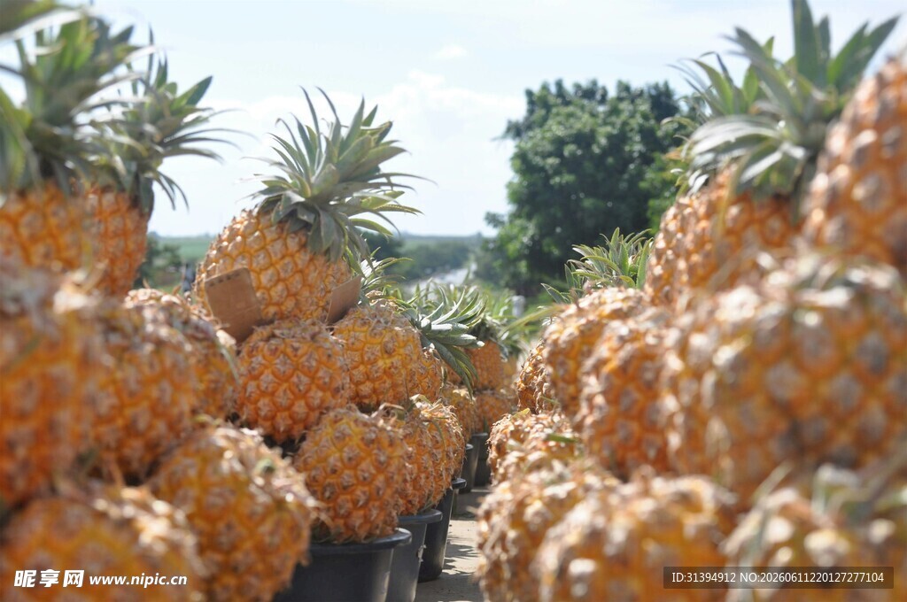 大量新鲜菠萝堆成小山