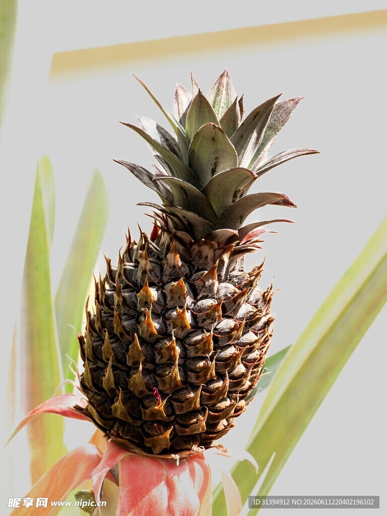 手持新鲜菠萝特写