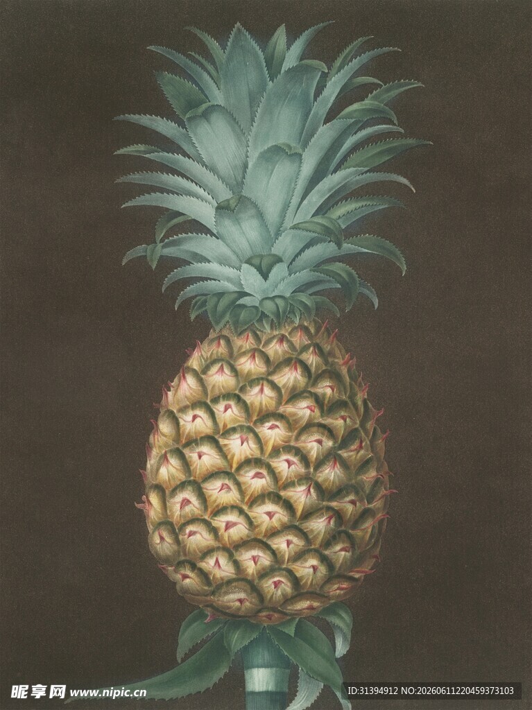 复古风格菠萝插画