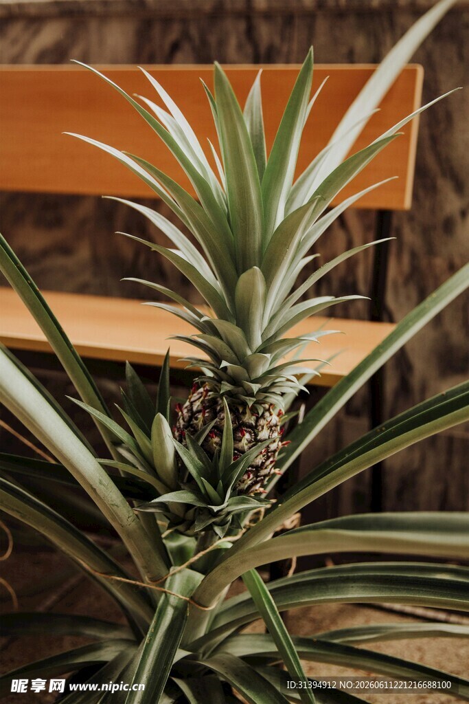 盆栽菠萝植株特写