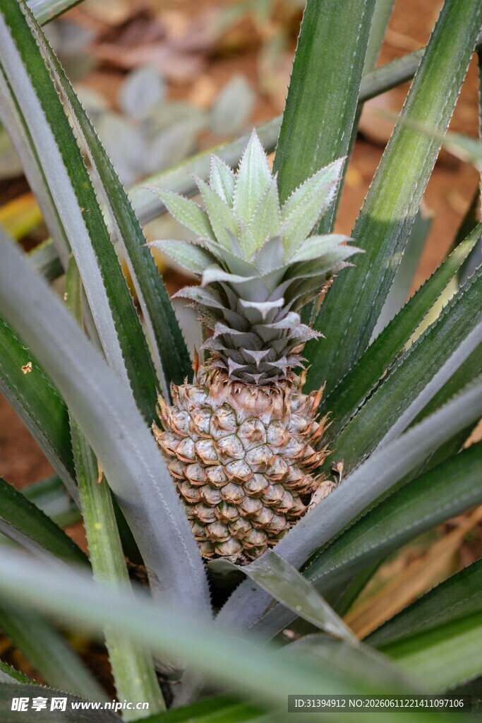 菠萝植株上的成熟菠萝